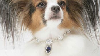 Holiday Gift Guide: Celebrity Treatment for the Furry Friends in Your Life