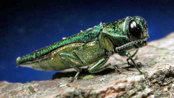 Use of parasitic wasps to fight ash borer grows to 24 states