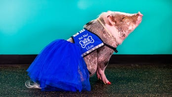 Meet LiLou, San Francisco airport's first therapy pig for stressed fliers