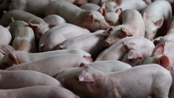British firefighters eat sausages made from piglets they saved in barn fire