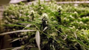 With pot legal, police worry about road safety