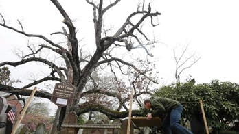 End of the line: Crews set to take down 600-year-old tree