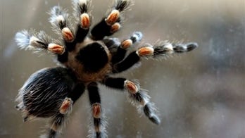 Spider phobia cured with 2-hour therapy