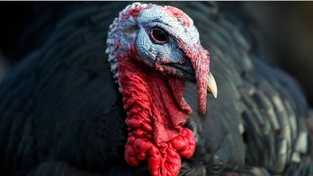 Bird flu may take bite out of Thanksgiving's turkey supply