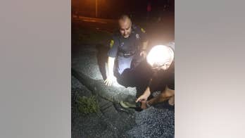 Florida police officer spots three-legged gator crossing road during patrol: 'Welcome to Florida'