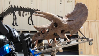 Discovery of horned 'triceratops-style' dinosaur in North America could rewrite Earth's history