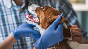 Mysterious dog disease hits Virginia city: 'There's an epidemic underway'