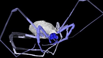 Ancient daddy longlegs had extra eyes