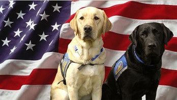 The Daily Spike: Fourth of July tips for keeping pets calm
