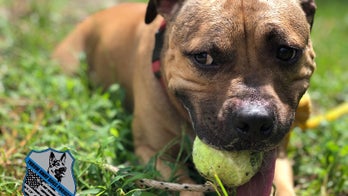 Pit bull formerly used in fighting ring joins Virginia police department
