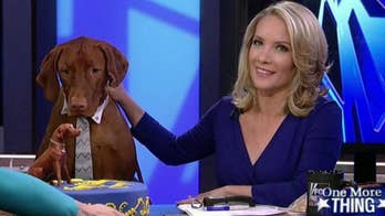 Cooking with 'Friends': Dana Perino's Homemade Doggie Treats