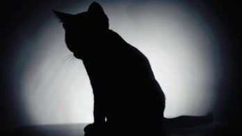 Big 'Schrödinger's Cats' created