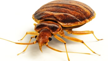 Bed bug outbreak hits British cities