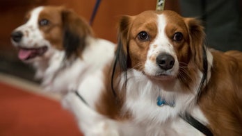 Dogs eat poop, and you might not be able to stop them: study