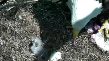Live DC nest cam captures bald eagle hatching