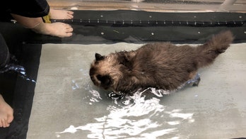 Fat cat uses underwater treadmill to lose weight
