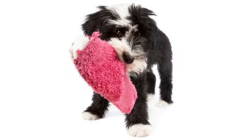 Pet Ownership: Pee on the Floor and Gauged Front Doors