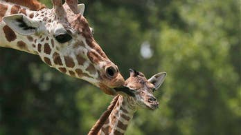 Giraffes at risk of a 'silent extinction'