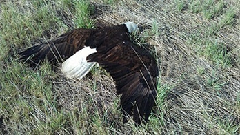 Colorado bald eagle found shot dead, wildlife officials say