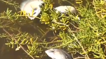 Molasses spill suffocating Hawaiian fish