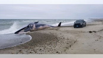 Enormous, dead whale washes ashore on Massachusetts beach