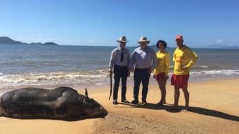 Cow washed up on beach shocks locals, pictures go viral