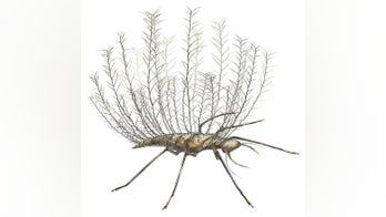 Ancient insects carried corpses of prey for camouflage