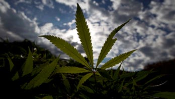 Crack down on cannabis, world body tells US