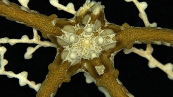 180-million-year-old fossils revealed in Jurassic deep sea