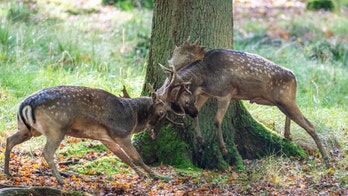 Deer fight goes viral after images of stags locked in battle emerge