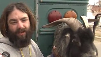 Man with service goat kicked off bus, forced to walk home