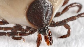 Long-term antibiotic therapy ineffective for persistent Lyme symptoms