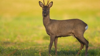 Guests can eat the animals on display at this Swiss zoo