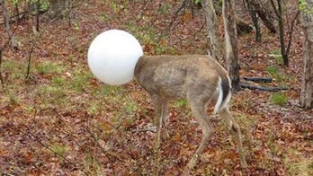 Deer with head stuck in light globe saved by New York conservation officer