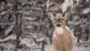 What every deer hunter can learn about the ones that get away