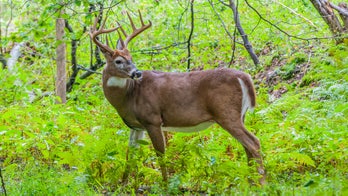 Mountain lion caught taking down a deer in rare trail-cam footage