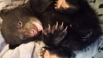Oregon hiker takes dehydrated black bear cub to wildlife rehab center