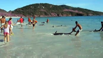 Increíble video de turistas rescatan delfines
