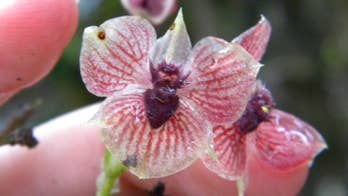 'Demon orchid' has a 'devil head' and claw-like petals