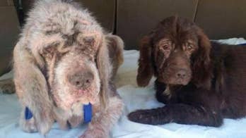 Rescued dogs are inseparable