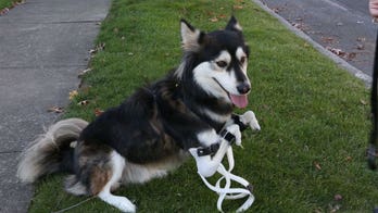 2-year-old husky gets new set of 3-D printed prosthetic paws
