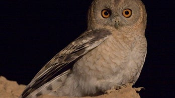 Who's who? Centuries-old owl mix-up fixed