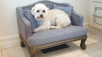 Designer Chairs Just for Dogs