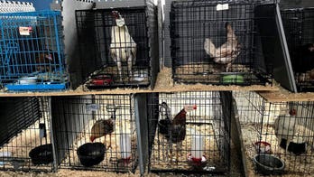 Hundreds of fighting roosters seized in massive cockfighting bust