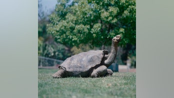 Galapagos hero: Diego the giant tortoise saves his species