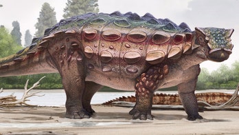 New spiky-skulled dinosaur lived on a lost continent