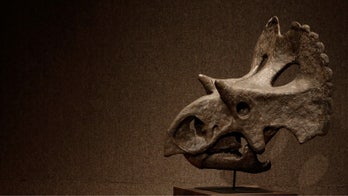 Mexican museum shows off dino discovery