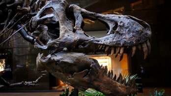 Dinosaur egg treasure trove found in Japan