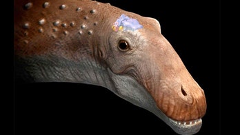 Biggest dinosaurs had brains the size of tennis balls