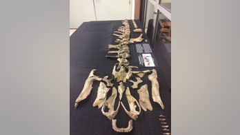 Fossil of duck-billed dinosaur found along Alabama creek